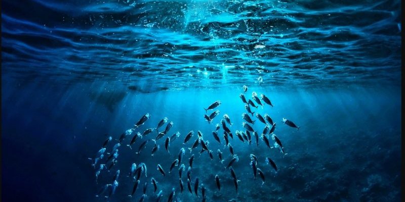 Dia Mundial dos Oceanos