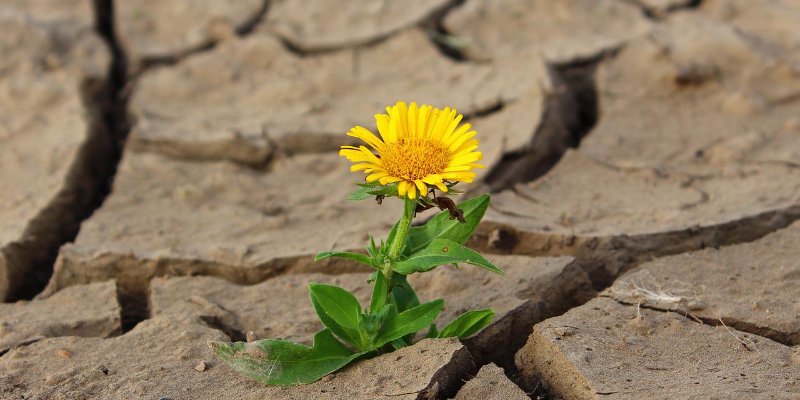 Dia Mundial de Combate à Desertificação e à Seca