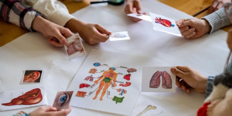 Você Conhece o Corpo Humano?