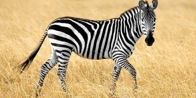 Qual é o animal em espanhol?