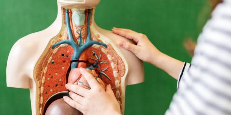 Órgãos do corpo humano