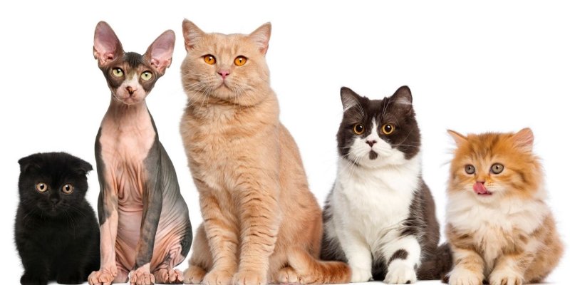 Raças de gatos mais comuns