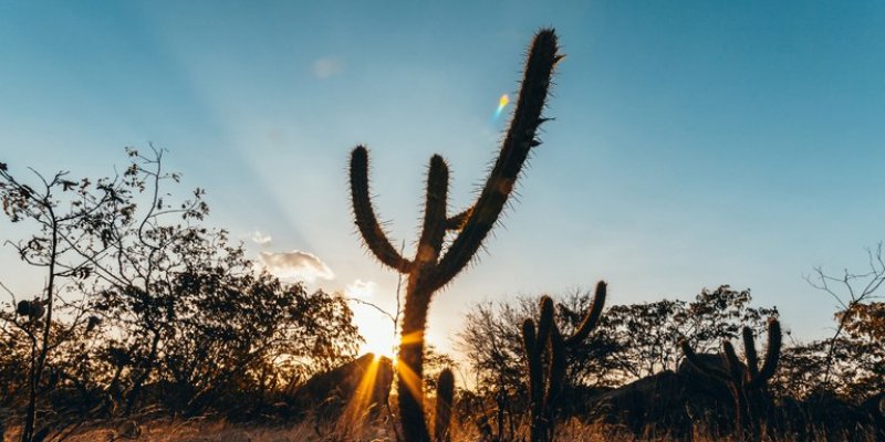 Dia Nacional da Caatinga